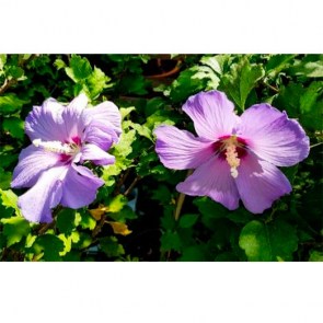 Hibiskusblüte-Sorte-Blue-Bird.jpg